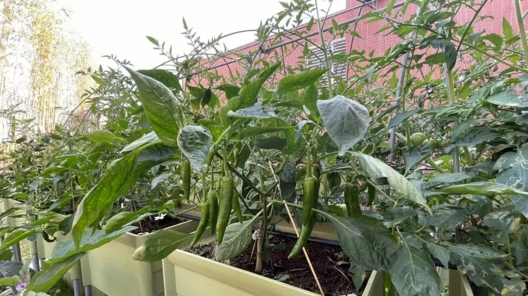 華珠舉行人工智能學(xué)院科技小院揭牌儀式19.jpg 華珠舉行人工智能學(xué)院科技小院揭牌儀式19.jpg